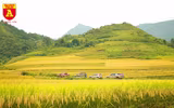 Mùa vàng ở vùng cao Y Tý